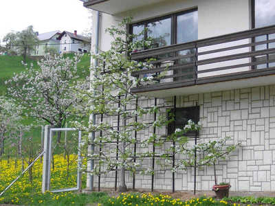 sadjarstvo namakanje