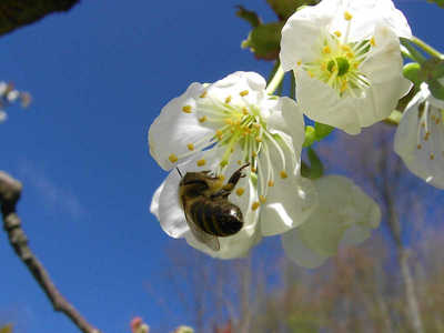 homeopatija v sadjarstvu