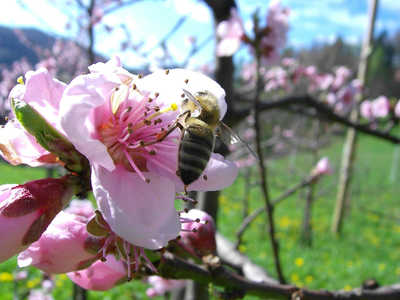 gnojenje sadovnjakov