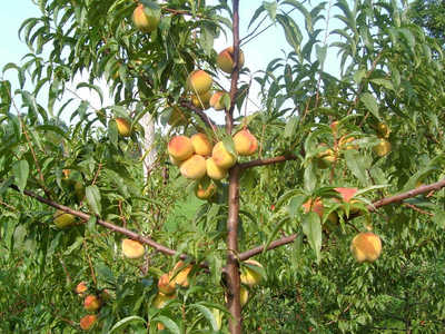 lepljive plošče za škodljiv mrčes